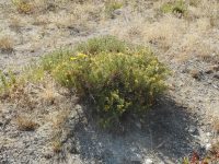 Greene's goldenbrush (<em>Ericameria greenei</em>)