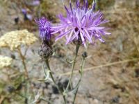 spotted knapweed (<em>Centaurea stoebe ssp. australis</em>)