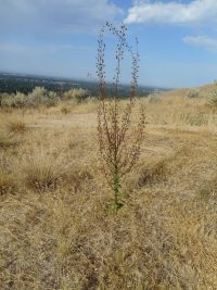 moth mullein (<em>Verbascum blattaria</em>)