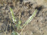 white sweetclover (<em>Melilotus albus</em>)