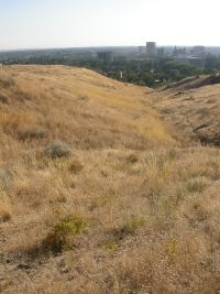 interior or Wood's rose (<em>Rosa woodsii ssp. ultramontana</em>)