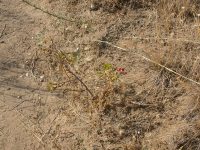 interior or Wood's rose (<em>Rosa woodsii ssp. ultramontana</em>)