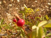 interior or Wood's rose (<em>Rosa woodsii ssp. ultramontana</em>)