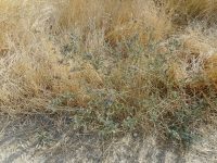 alfalfa, lucerne (<em>Medicago sativa</em>)