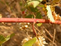 interior or Wood's rose (<em>Rosa woodsii ssp. ultramontana</em>)