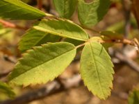 interior or Wood's rose (<em>Rosa woodsii ssp. ultramontana</em>)