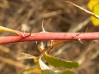 interior or Wood's rose (<em>Rosa woodsii ssp. ultramontana</em>)