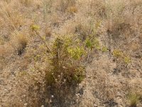 interior or Wood's rose (<em>Rosa woodsii ssp. ultramontana</em>)