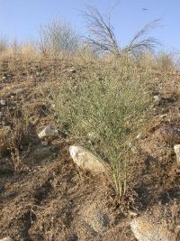 rush skeletonweed (<em>Chondrilla juncea</em>)