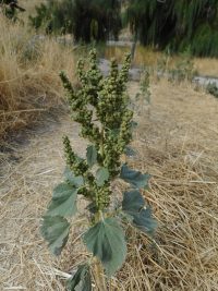 marsh-elder, carelessweed (<em>Cyclachaena xanthifolia</em>)