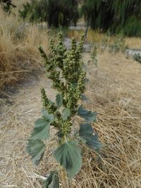 marsh-elder, carelessweed (<em>Cyclachaena xanthifolia</em>)