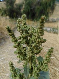 marsh-elder, carelessweed (<em>Cyclachaena xanthifolia</em>)