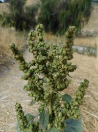 marsh-elder, carelessweed (<em>Cyclachaena xanthifolia</em>)