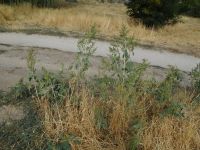 marsh-elder, carelessweed (<em>Cyclachaena xanthifolia</em>)