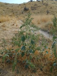 marsh-elder, carelessweed (<em>Cyclachaena xanthifolia</em>)