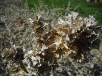 four-wing shadscale or saltbush (<em>Atriplex canescens var. canescens</em>)