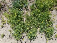 bur buttercup (<em>Ceratocephala testiculata</em>)