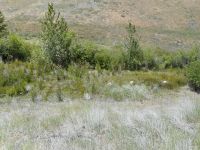 perennial or broadleaf pepperweed, tall whitetop (<em>Lepidium latifolium</em>)