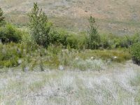 perennial or broadleaf pepperweed, tall whitetop (<em>Lepidium latifolium</em>)