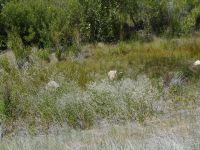 perennial or broadleaf pepperweed, tall whitetop (<em>Lepidium latifolium</em>)