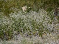 perennial or broadleaf pepperweed, tall whitetop (<em>Lepidium latifolium</em>)