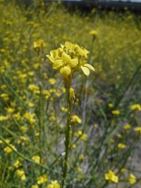 hoary or shortpod mustard (<em>Hirschfeldia incana</em>)