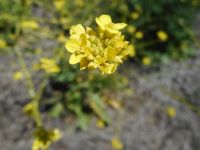 hoary or shortpod mustard (<em>Hirschfeldia incana</em>)