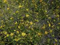 hoary or shortpod mustard (<em>Hirschfeldia incana</em>)