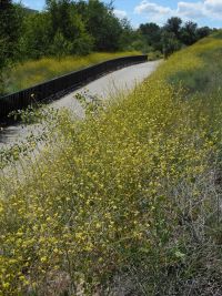 hoary or shortpod mustard (<em>Hirschfeldia incana</em>)