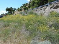 hoary or shortpod mustard (<em>Hirschfeldia incana</em>)