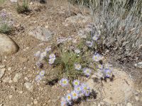 shaggy fleabane (<em>Erigeron pumilus var. intermedius</em>) Shaggy fleabane