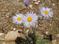 shaggy fleabane (<em>Erigeron pumilus var. intermedius</em>) Shaggy fleabane