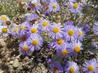 shaggy fleabane (<em>Erigeron pumilus var. intermedius</em>) Shaggy fleabane