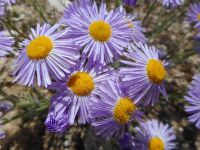 shaggy fleabane (<em>Erigeron pumilus var. intermedius</em>) Shaggy fleabane