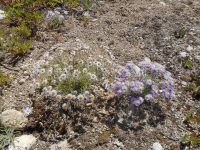shaggy fleabane (<em>Erigeron pumilus var. intermedius</em>) Shaggy fleabane