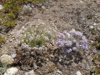 shaggy fleabane (<em>Erigeron pumilus var. intermedius</em>) Shaggy fleabane