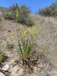 Balkan toadflax, broadleaf toadflax, and Dalmatian toadflax