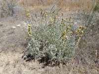 silver or western mugwort (<em>Artemisia ludoviciana var. ludoviciana</em>)