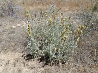 silver or western mugwort (<em>Artemisia ludoviciana var. ludoviciana</em>)