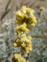 silver or western mugwort (<em>Artemisia ludoviciana var. ludoviciana</em>)