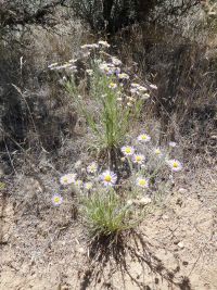 shaggy fleabane (<em>Erigeron pumilus var. intermedius</em>) Shaggy fleabane