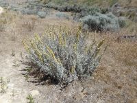 silver or western mugwort (<em>Artemisia ludoviciana var. ludoviciana</em>)