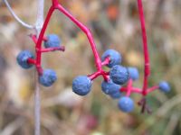 Virginia creeper (<em>Parthenocissus vitacea</em>)
