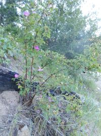 Macdougal's, Nootka, or Spalding's rose (<em>Rosa nutkana ssp. macdougalii</em>)
