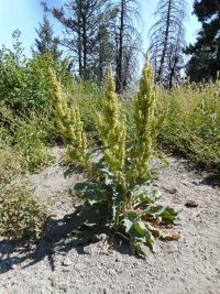 patience dock (<em>Rumex patientia</em>)