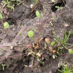 idahoa, pepperpod, scalepod (<em>Idahoa scapigera</em>)