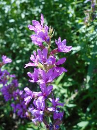 purple loosestrife (<em>Lythrum salicaria</em>)