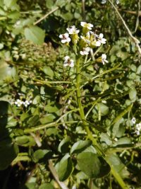 watercress (<em>Nasturtium officinale</em>)