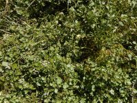 watercress (<em>Nasturtium officinale</em>)