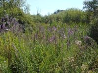purple loosestrife (<em>Lythrum salicaria</em>)